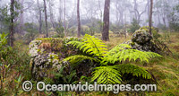 Snow Gums in mist Photo - Gary Bell