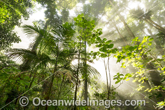 Dorrigo Rainforest photo Dorrigo Rainforest photo