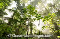 Dorrigo Rainforest Photo - Gary Bell