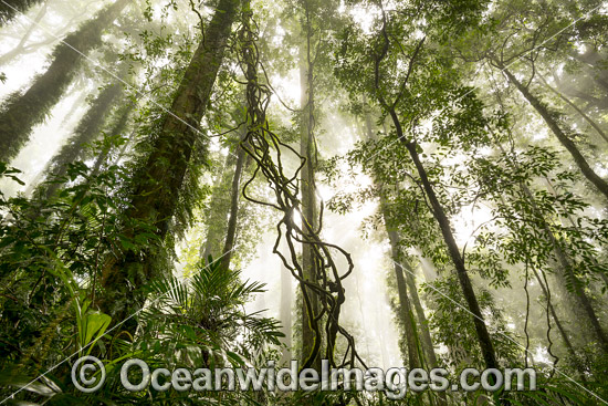 Rainforest in mist photo Rainforest in mist photo