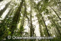 Rainforest in mist Photo - Gary Bell