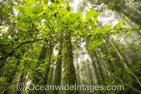 Dorrigo Rainforest photo