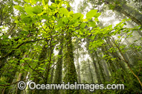 Dorrigo Rainforest Photo - Gary Bell
