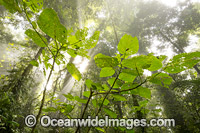 Rainforest in mist Photo - Gary Bell
