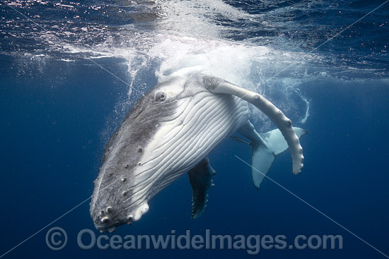Humpback Whale underwater photo Humpback Whale underwater photo