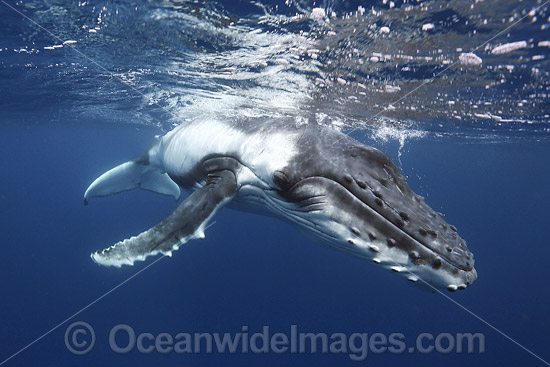 Humpback Whale underwater photo Humpback Whale underwater photo