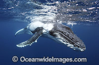 Humpback Whale underwater Photo - Vanessa Mignon