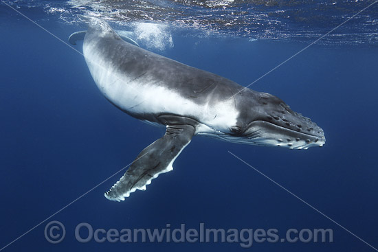 Humpback Whale underwater photo Humpback Whale underwater photo