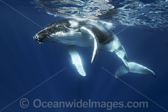 Humpback Whale underwater photo