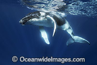 Humpback Whale underwater Photo - Vanessa Mignon