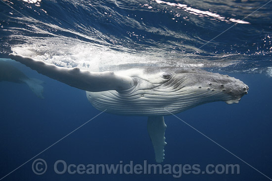 Humpback Whale underwater photo Humpback Whale underwater photo