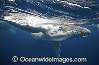 Humpback Whale underwater Photo - Vanessa Mignon