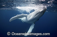 Humpback Whale underwater Photo - Vanessa Mignon