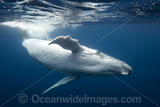 Humpback Whale underwater photo Humpback Whale underwater photo