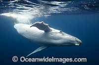 Humpback Whale underwater Photo - Vanessa Mignon