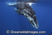 Humpback Whale calf Photo - Vanessa Mignon