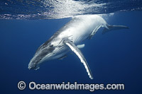 Humpback Whale calf Photo - Vanessa Mignon