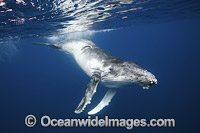 Humpback Whale calf Photo - Vanessa Mignon