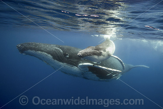 Humpback Whale mother with calf photo Humpback Whale mother with calf photo