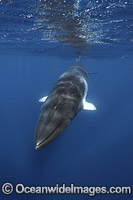 Minke Whale Photo - Vanessa Mignon