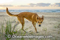 Dingo Canus dingo Photo - Gary Bell