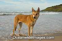 Australian Dingo Photo - Gary Bell