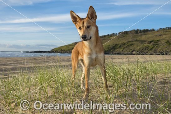 Dingo Canus dingo photo