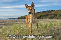 Dingo Canus dingo Photo - Gary Bell