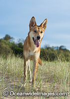 Australian Dingo Photo - Gary Bell
