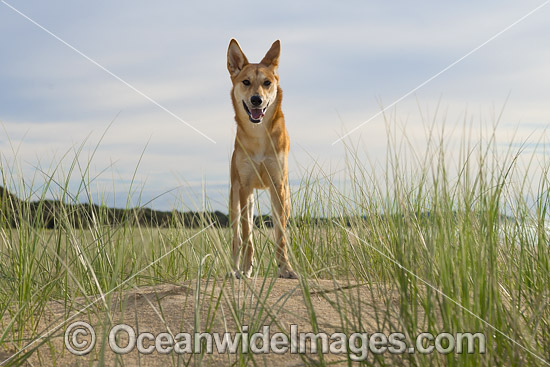 Dingo Canus dingo photo