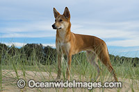 Australian Dingo Photo - Gary Bell