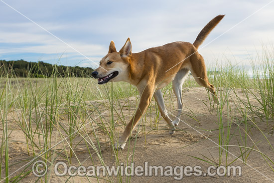 Dingo Canus dingo photo