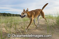 Dingo Canus dingo Photo - Gary Bell