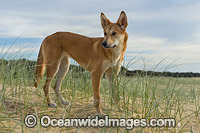 Australian Dingo Photo - Gary Bell