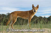 Dingo Canus dingo Photo - Gary Bell