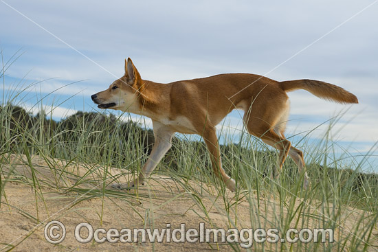 Australian Dingo photo