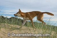 Australian Dingo Photo - Gary Bell