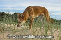Dingo Canus dingo Photo - Gary Bell