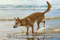 Australian Dingo Photo - Gary Bell