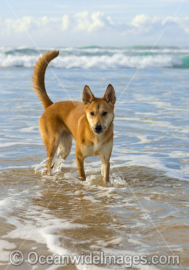 Dingo Canus dingo photo