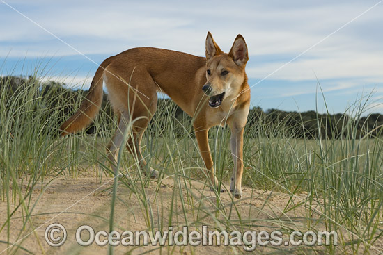 Australian Dingo photo