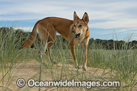 Australian Dingo Photo - Gary Bell