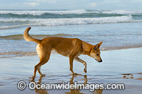 Dingo Canus dingo Photo - Gary Bell