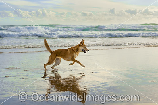 Dingo Canus dingo photo