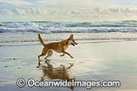 Dingo Canus dingo Photo - Gary Bell