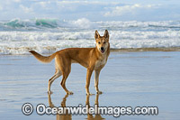 Australian Dingo Photo - Gary Bell