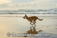 Dingo Canus dingo Photo - Gary Bell