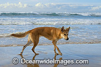 Australian Dingo Photo - Gary Bell