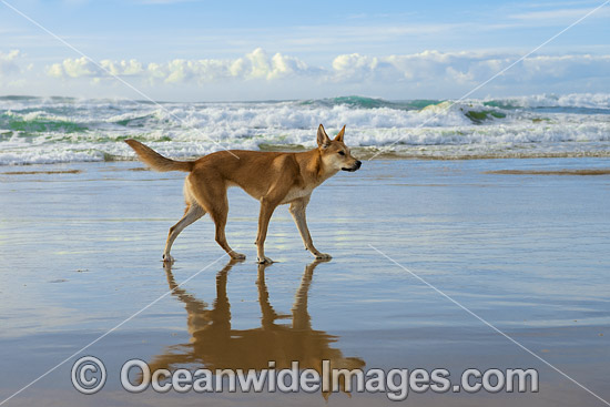 Dingo Canus dingo photo Dingo Canus dingo photo