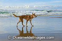 Dingo Canus dingo Photo - Gary Bell